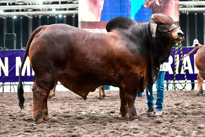 2022 XXIV Exposición Nacional del Brahman – Joven Champion Red Bull