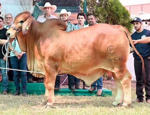 2025 XXVIII Exposición Nacional Brahman – Campeón Reservado Joven Menor Rojo