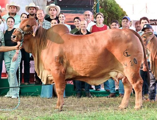 2025 XXVIII Exposición Nacional Brahman – Campeona Adulta Roja