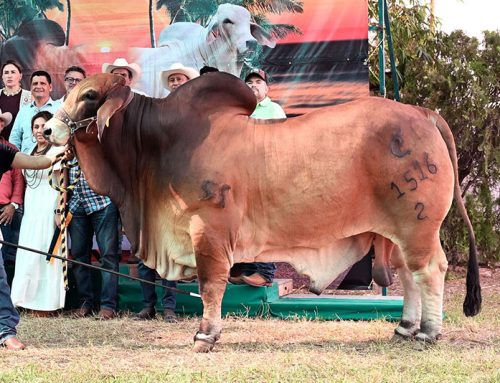 2025 XXVIII Exposición Nacional Brahman – Campeón Reservado Adulto Rojo