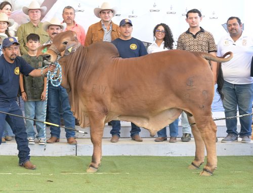 XV Muestra Internacional de Ganado Cebú 2026 – Campeón Becerro Rojo