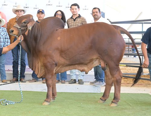XV Muestra Internacional de Ganado Cebú 2026 – Campeón Reservado Becerro Rojo