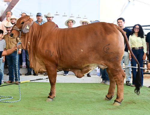 XV Muestra Internacional de Ganado Cebú 2026 – Campeona Reservada Joven Mayor Roja