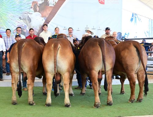 XV Muestra Internacional de Ganado Cebú 2026 – Progenie de Toro Rojo